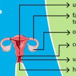 Reproductive fertility vagina hymen uterus cervix hhs ovary fallopian