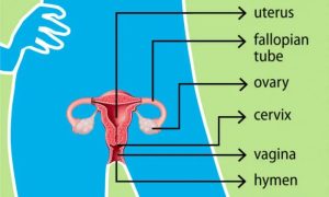 Reproductive fertility vagina hymen uterus cervix hhs ovary fallopian